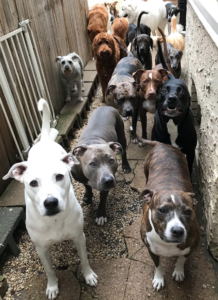 Dog Daycare